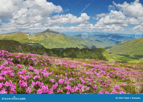 Summer Flowers In The Mountains Stock Photo Image Of Background