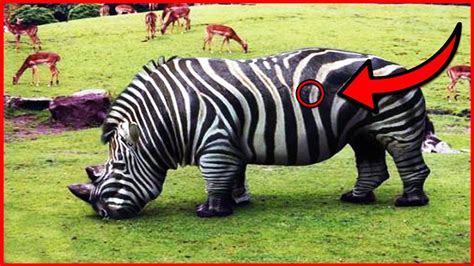 10 Animaux Hybrides Dont Vous Ignorez Lexistence Youtube