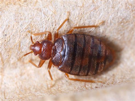 Bed Bug Epidemic Is On The Rise Across The Country Mid Atlantic Alca