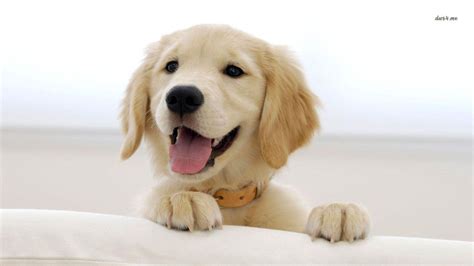Smile Dog Wallpapers Wallpaper Cave