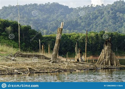 Beauty In Nature Surrounding Tropical Rainforest Landscape Stock Photo