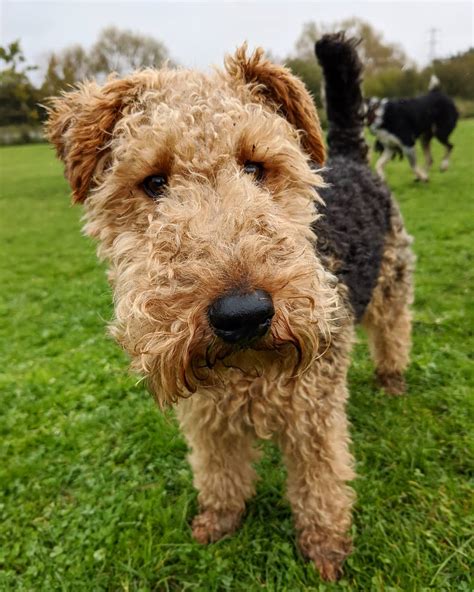 Welsh Terrier: Everything You Need to Know - PetTime
