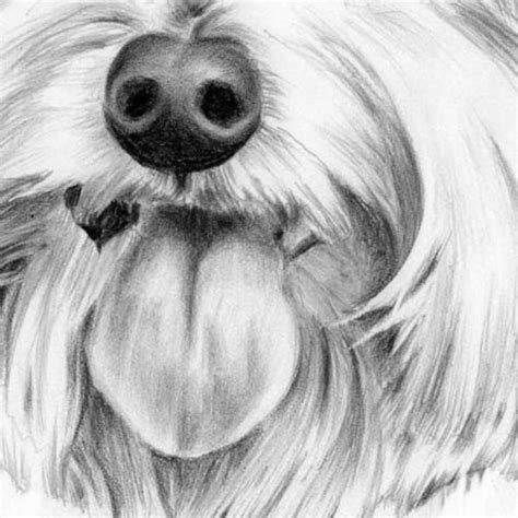 30 Easy And Practicable Tail And Fur Sketches