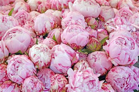 12 Things Peony Lovers Should Know Peonies Bloom Blossom Beautiful