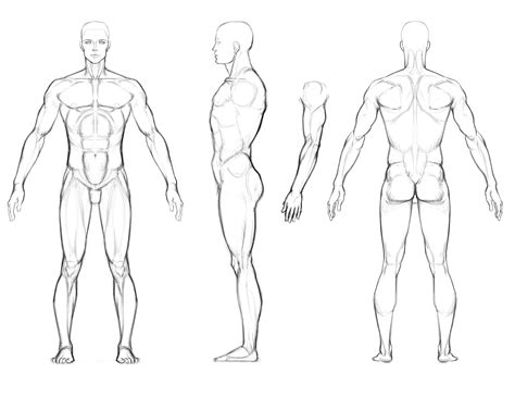Images For Muscular Man Drawing Body Sketches Human Anatomy