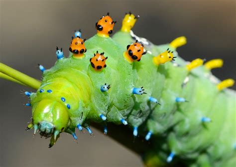 Quiz How Many Types Of Caterpillars Can You Identify