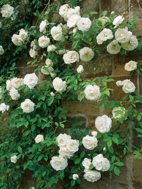 A Whimsical Topiary Garden Hgtv Gardens White Climbing Roses