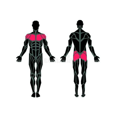 Polygonal Anatomy Of Male Muscular System Stock Vector Illustration