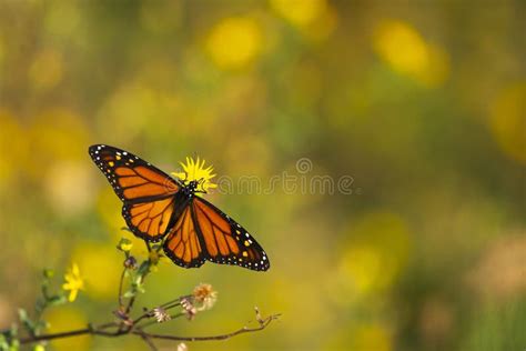 Monarch Butterfly Perched On Flower Stock Photo Image Of Insect Copy