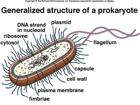 The Typical Textbook Diagram Of A Prokaryotic Cell The Focus Here Is
