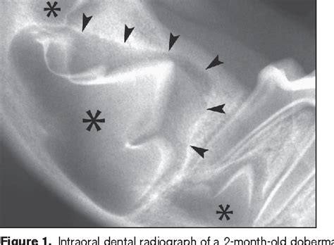 An Overview Of Dentigerous Cysts In Dogs And Cats Semantic Scholar