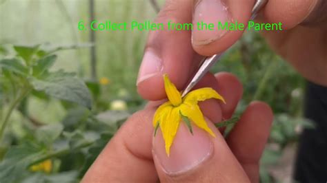 tomato hand emasculation and pollination youtube