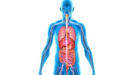 Fungsi Organ Tubuh Manusia Bagian Luar Pahami Juga Organ Bagian Hot Sex Picture