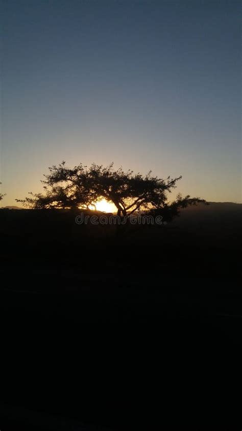 African Tree Stock Photo Image Of Sunset Beautiful 153761838