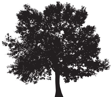 Silhouette Tree Royalty Free Clip Art Exotic Tree Sil