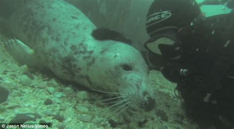 Scuba Diver Encounter With Seal Pups Rainsoft Of Ottawas Blog 613 742 0058