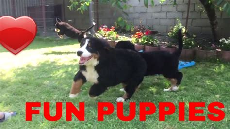 My Bernese Mountain Dog Puppies Are Adorable Fun Puppies Playing