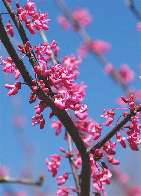 Cercis Canadensis Guillot Bourne