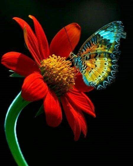 Pin By Teresa Arellanes On Photography Beautiful Butterflies