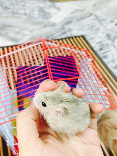 Short Dwarf Hamster Baby Hamster For Adoption 6 Years 2 Months