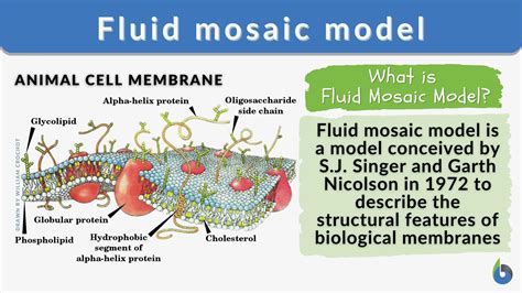 Fluid Mosaic Model Definition And Examples Biology Online Dictionary