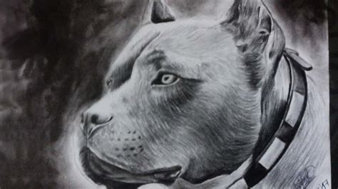 Dibujo De Un Pitbull A Lapiz Y Lapicero 🐾 Drawing A Dog Hd🐾🐾 Youtube