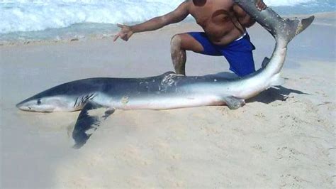 Shark Killed After Tourists Drag It Out Of The Water For Pictures