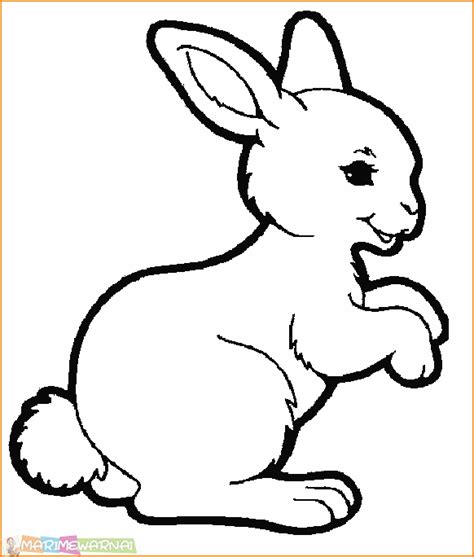 Sketsa Gambar Hewan Kelinci Terbaru