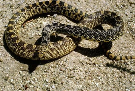 Filebull Snake Wikimedia Commons