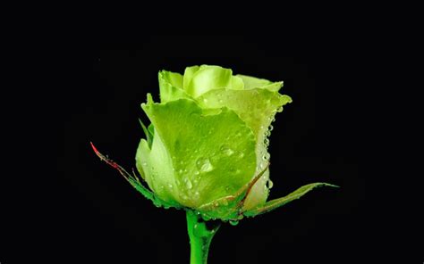 Green Rose Full Hd Desktop Wallpapers 1080p