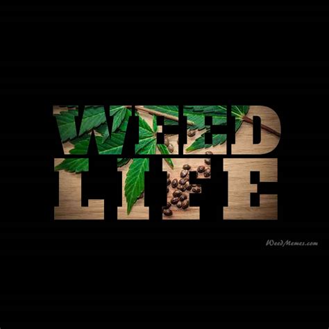Weed quotes a weed is a plant that has mastered every survival skill except for learning how to grow in rows. Weed LIfe Stoner Quotes - Weed Memes