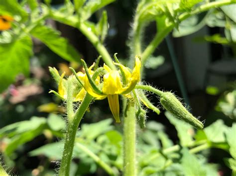 Sacramento Digs Gardening Tomatoes Flower But Dont Set Fruit Heres Help