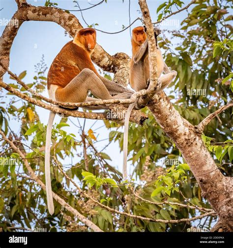 Proboscis Monkeys In Borneo Stock Photo Alamy