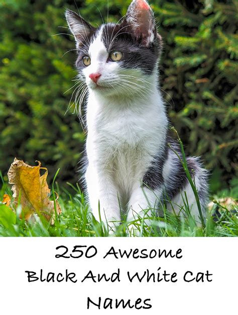 Unlike black cats, white cats are considered more innocent and angelic, although their owners may tell a different story. Black and White Cat Names - 250 Cool Kitty Ideas