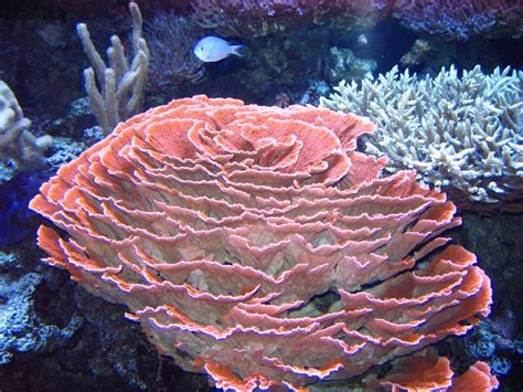 Corals Underwater Sea Underwater Creatures Ocean Creatures Poisson