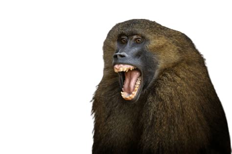 Best 71 Baboon Png Hd Transparent Background A1png