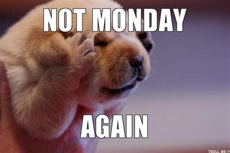 The best monday memes and images of may 2021. Dog Meme Monday | Funny Monday Meme's | Dog Memes ...