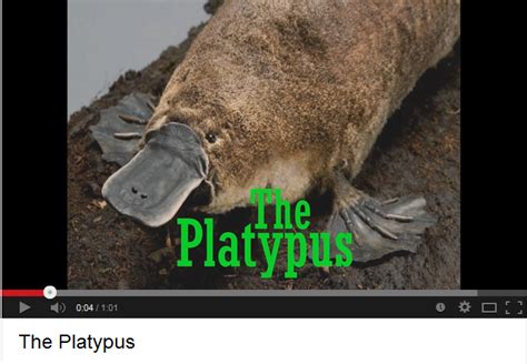 Platypus Amazing Adaptations