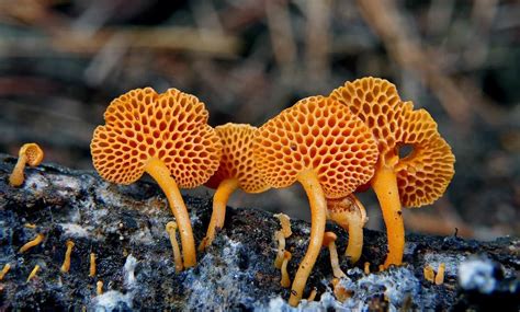 How To Identify Mushrooms Mushroom Huntress