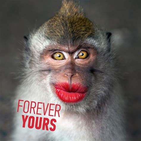 Funny Monkeys With Captions