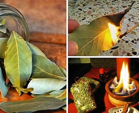 Burn Bay Leaves Or Tej Patta At Home For These Benefits Herzindagi