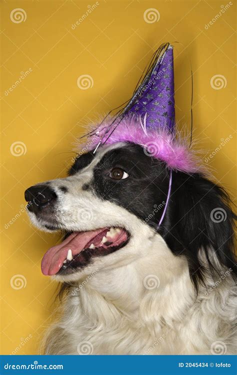 Dog Wearing Party Hat Stock Images Image 2045434
