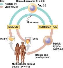 Definition Of Sexual Reproduction Genetic Engineering Info