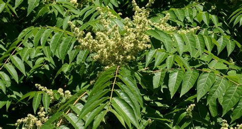 Tree-of-Heaven | Forestry and Natural Resources