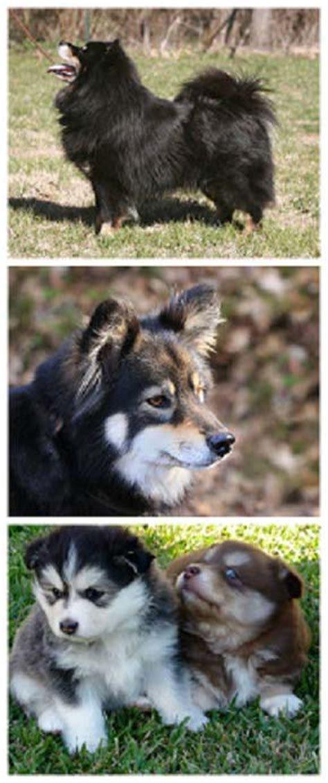 Finnish Lapphund Dog Breed Information Pictures And Facts