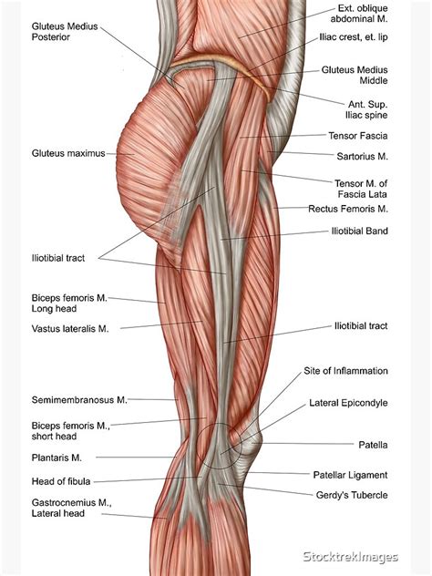 Leg Muscle Diagram Side View Calf Muscle Anatomy Chart Lewisburg