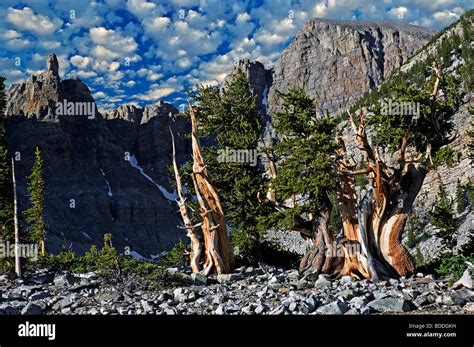 Bristlecone Pine Wheeler Peak Great Hi Res Stock Photography And Images