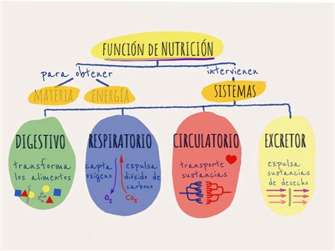 10 Dibujo De La Funcion De Nutricion