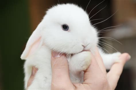 Bunny Rabbit Who Was Stolen From Pet Shop Is Saved From Overheating Car