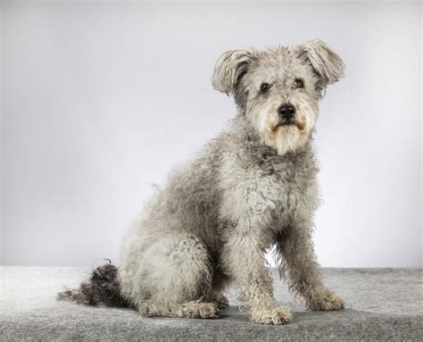 hungarian pumi dogs breed information omlet